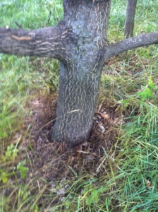 The "basal bark spray method", notice the lower 18" of the trunk is still a darker color a week after treatment with an oil-based herbicide.