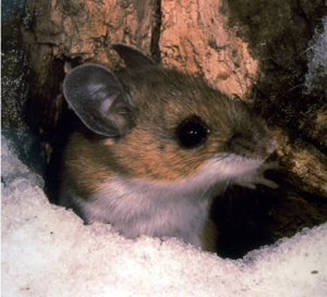 A deer mouse emerges from under the snow. Photo courtesy of the National Park Service.
