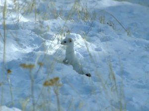 An ermine in the snow. Photo courtesy of the National Park Service.