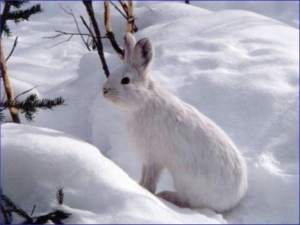 An arctic hare blends in with the snow.Photo source: USFWS