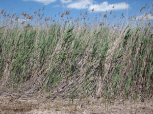 Not previously cut - note dead stems that can block herbicide. Photo courtesy of Bob Williams, phragmites.org