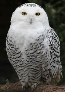 Female snowy owl. Photo by Schnee-Eule, Creative Commons
