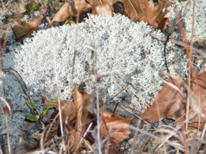 Reindeer moss is a type of lichen and is a favorite food for reindeer. Source: Wacker Chemical Corporation