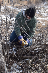 A volunteer applies Pathfinder herbicide to a buckthorn stump. The herbicide is dyed blue to help volunteers see which plants have already been treated.
