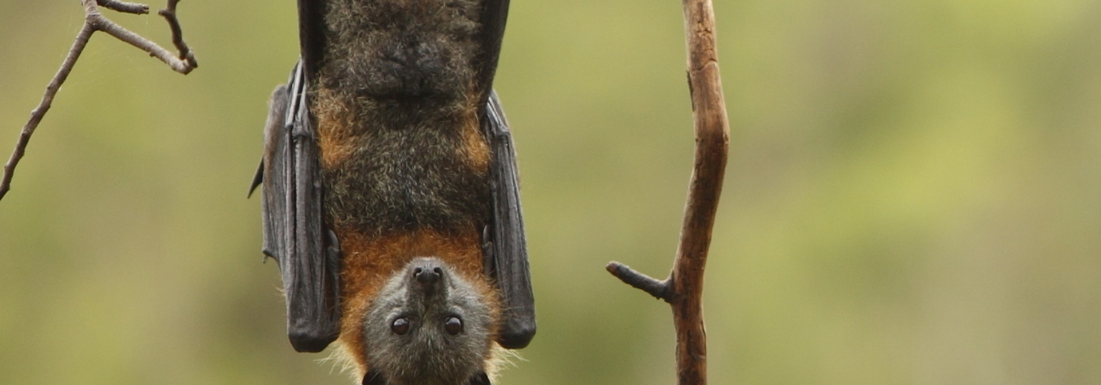 A bat in tree