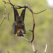 A bat in tree