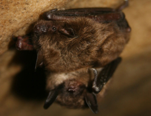 You wouldn’t know it from their cute faces, but these little brown bats are voracious insect predators, and can eat thousands of mosquitos in a single night. Source: USFWS.