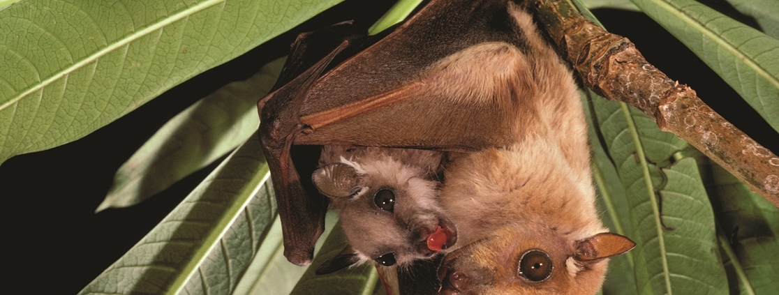 a bat with a baby bat