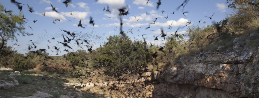 Mexican free-tailed bats flying outside cave preserve Texas