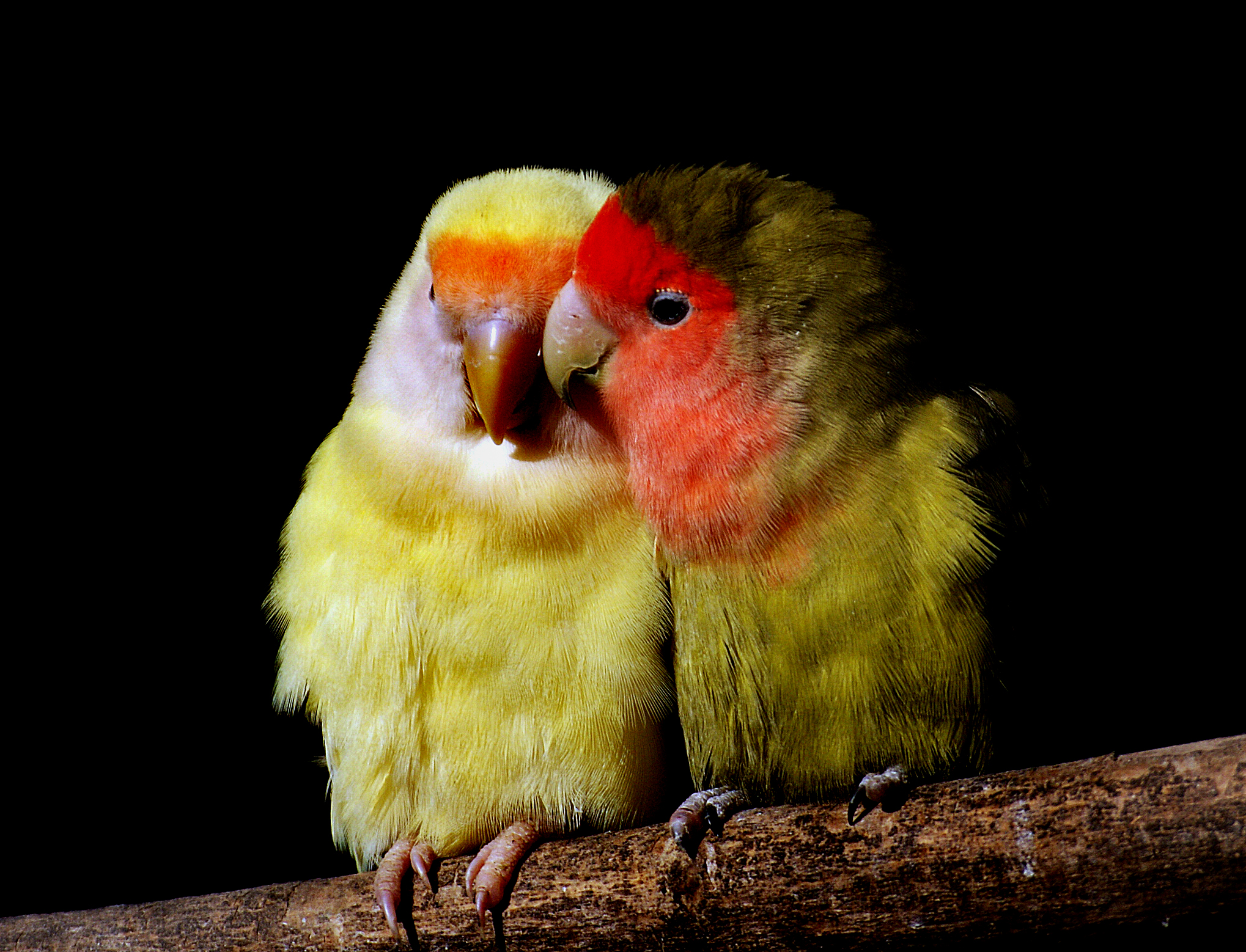 A pair of lovebirds sitting beside each other on a branch
