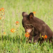 Black Bear Cub | WHC