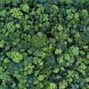 Trees Background | WHC