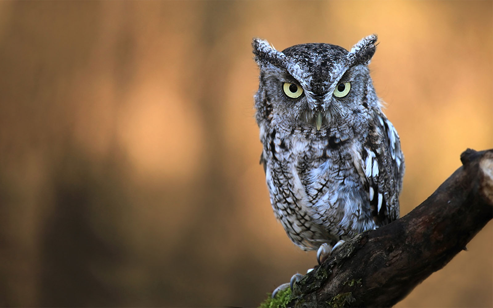 Barn Owl | WHC