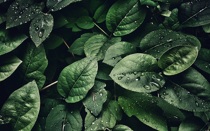 Leaves after rain