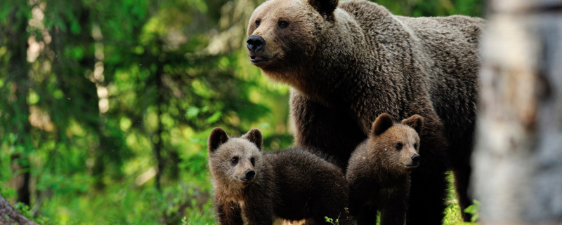 A brown bear with cub in the forest
