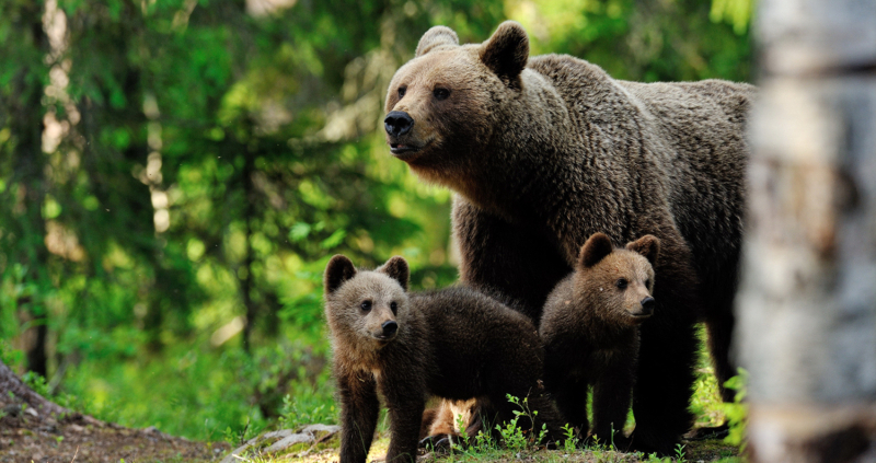 A brown bear with cub in the forest
