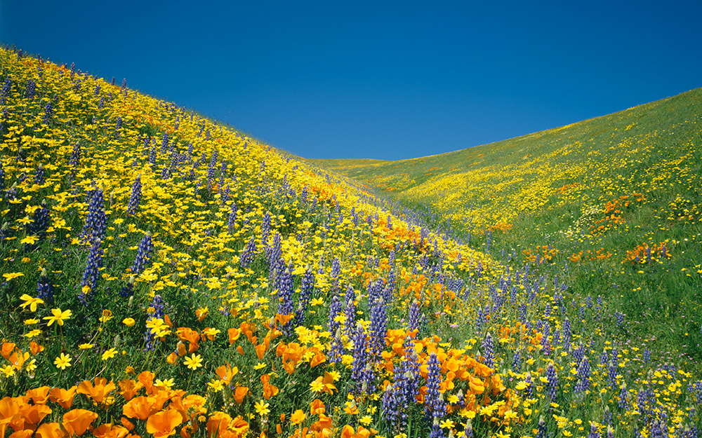 Wildflowers California